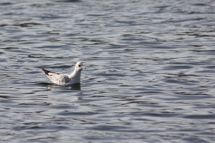 uccelli del fiume Ticino